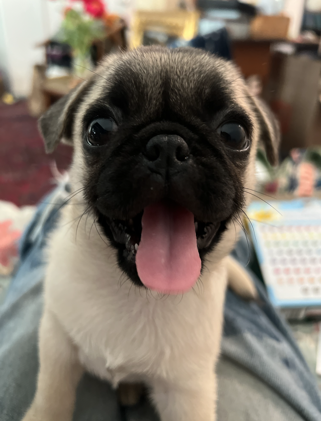 Cute Pug